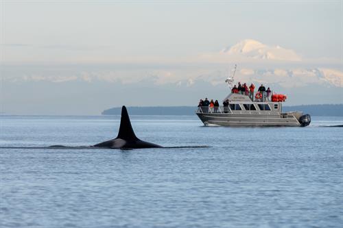 Gallery Image Blackfish.jpg