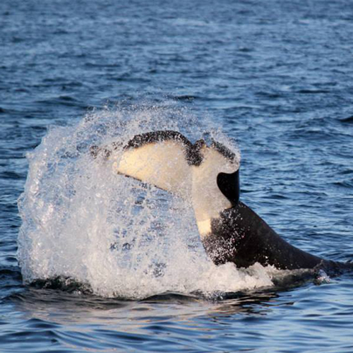 Orca whale doing what is known as a 'tail slap'