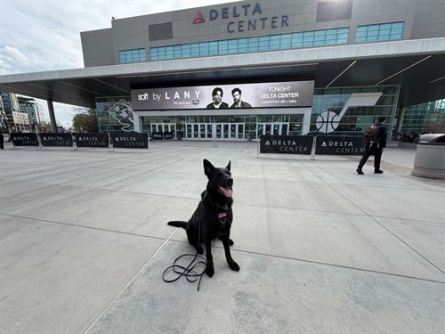 Bomb Dog 