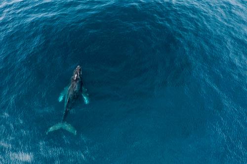 Los Cabos Whale photo /copywright by Ben Horton