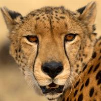 Wildlife of Southern Africa - Photographic Exhibit & Reception