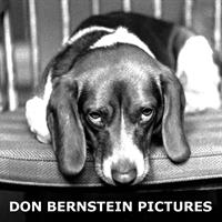 Don Bernstein Pictures