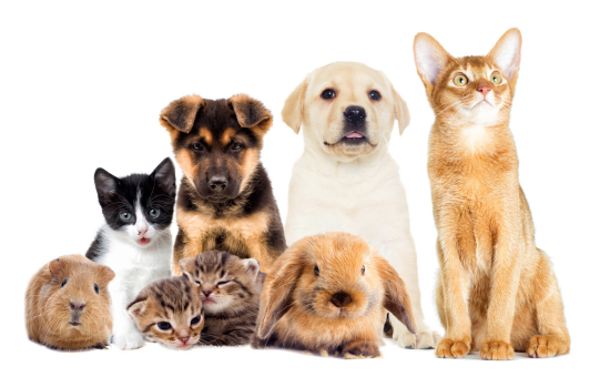 Pets & Veterinary
