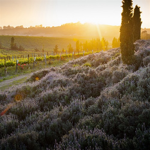 Gallery Image 1000_Miles_of_Pinot_Noir_OT_Experience_Image_PPP_2026.jpg