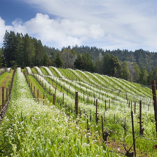 Gallery Image A_Night_of_Flowers_and_Faust_OT_Experience_Image_2026.jpg