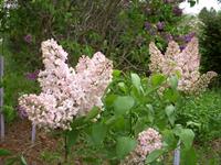 Marie Francis, compact sized pink lilac, Moore's Hill Lilacs