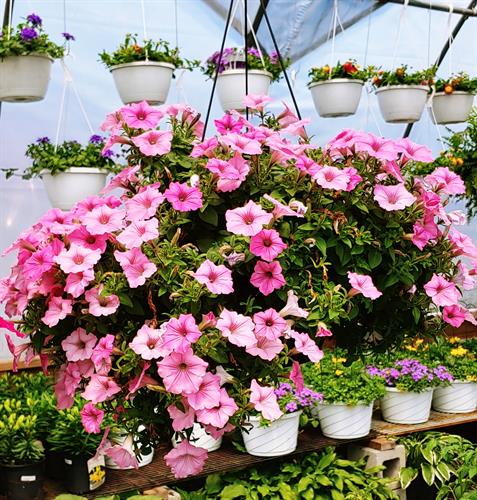 Many Hanging Baskets Many Hanging Baskets