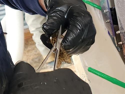 Clipping the adipose fin of a rainbow trout for fish identification purposes