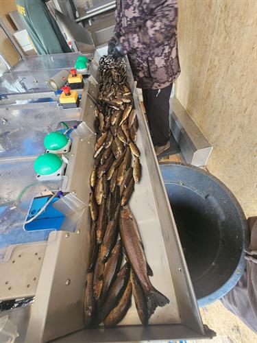 Sedated trout having their adipose fins removed for fish identification