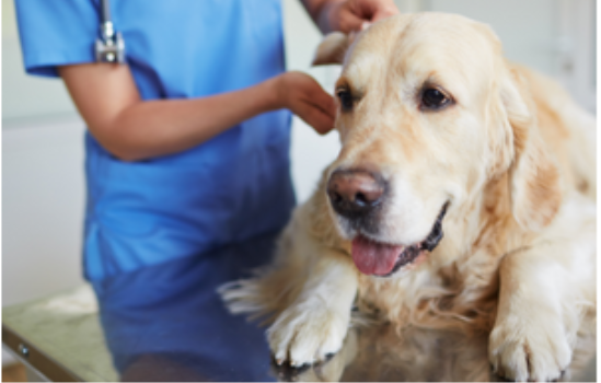 Pets & Veterinary