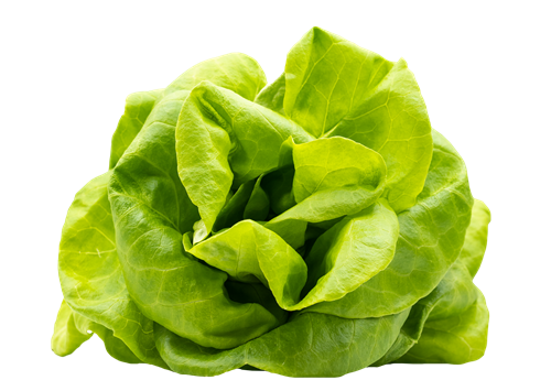 Gallery Image LocalBounti_ButterHeadLettuce.png