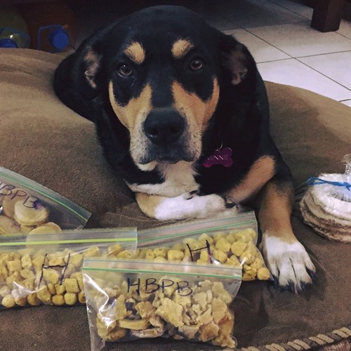 Our Dog Cookie Mascot- Minnie Mouse Frierson!