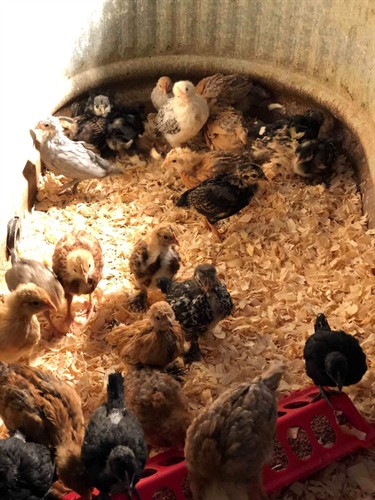 We love our chickens, ducks, guinea, and geese!