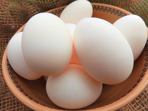 Fresh, jumbo eggs available year round