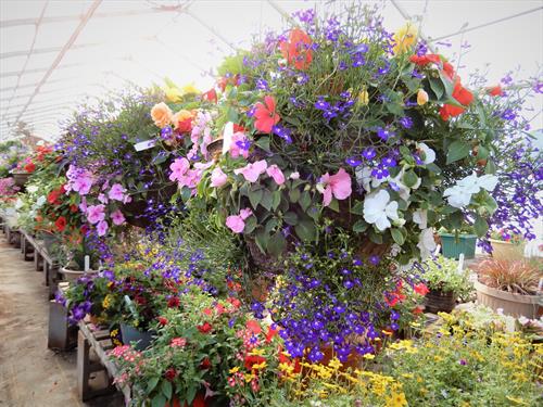 preplanted containers - let us create one for you