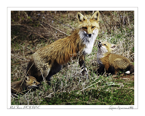 A red fox mother with her kits