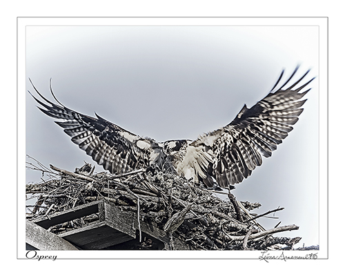 Osprey landing in her nest