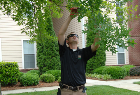 Gallery Image DSC_0062-TrimLowHangTree.jpg