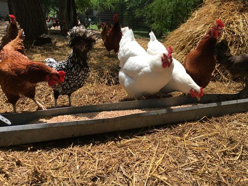 Heartland Farm Chickens