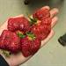 Lee Farms Strawberry Festival