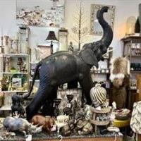 Safari Night at Boca Boutique