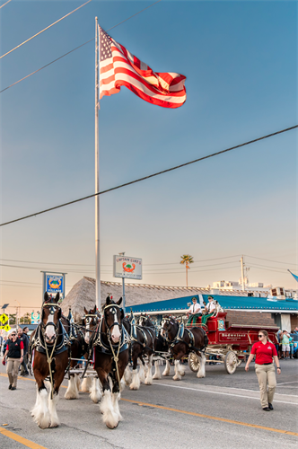 Gallery Image Budweiser_Clydesdales.png