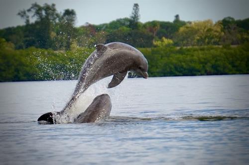 Flipper friends - view dolphins, manatee, birds and even alligators from your bedroom.