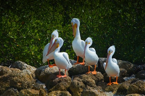 The wildlife is part of what makes every trip on the water so special.