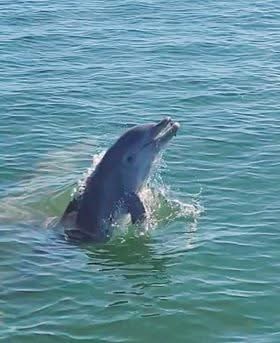 Dolphin pic 