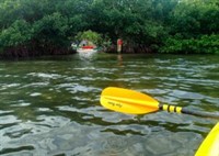 Explore the Wild Side of Siesta Key