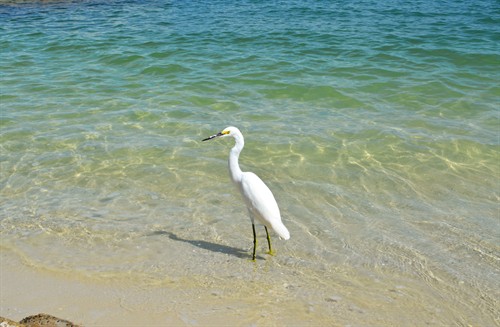 Wildlife