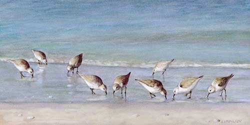 “Snowey Plover Sandpipers on Siesta Key Beach”, Oil Painting “Snowey Plover Sandpipers on Siesta Key Beach”, Oil Painting