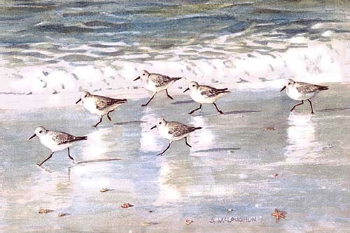 “Snowy Plover Sandpipers”, Watercolor “Snowy Plover Sandpipers”, Watercolor