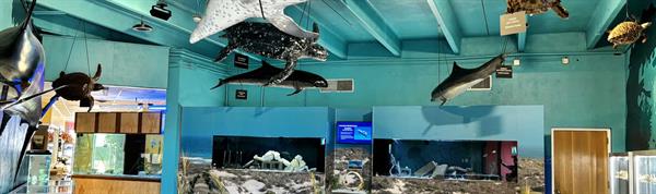Marine Mammals hanging from the ceiling. Marine Mammals hanging from the ceiling.