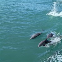 Isla Tours - South Padre Island
