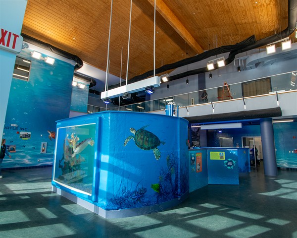 Gallery Image seaTurtleInc-10.jpg