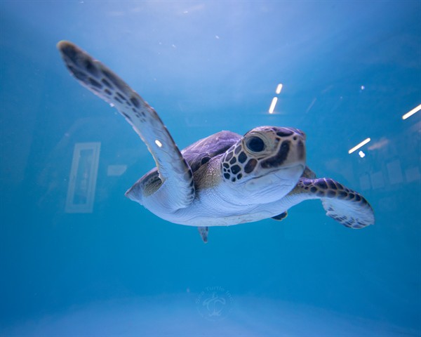 Gallery Image seaTurtleInc-4.jpg