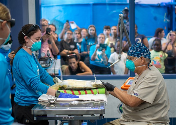 Gallery Image seaTurtleInc-hospital-nesting-13.jpg