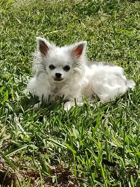 Our mascot - our 14-yo long-hair Chihuahua, Holly Daye.