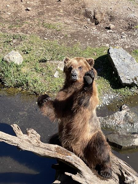 Alaska wildlife