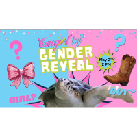 Is It Cowgirl… or Cowboy? Sea Turtle Inc. Invites the Community to Find Out 