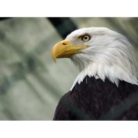 Eagle Seminar for Native American Heritage Day