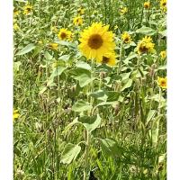 You Pick Sunflowers - Wendland Nursery