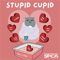 The RHSPCA Presents: Stupid Cupid