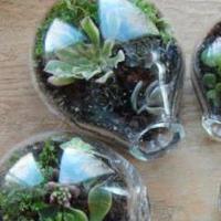 Kindred's Winter Break Sessions "Terrarium Making"