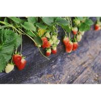 Grow Your Own - Strawberries