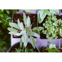 Grow Your Own - Herbs