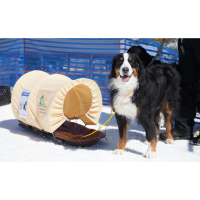 Ididarun Dog Pull Race