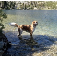 Truckee Community Dog Photo for Truckee Magazine