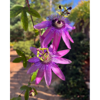 Blow Your Mind Botany